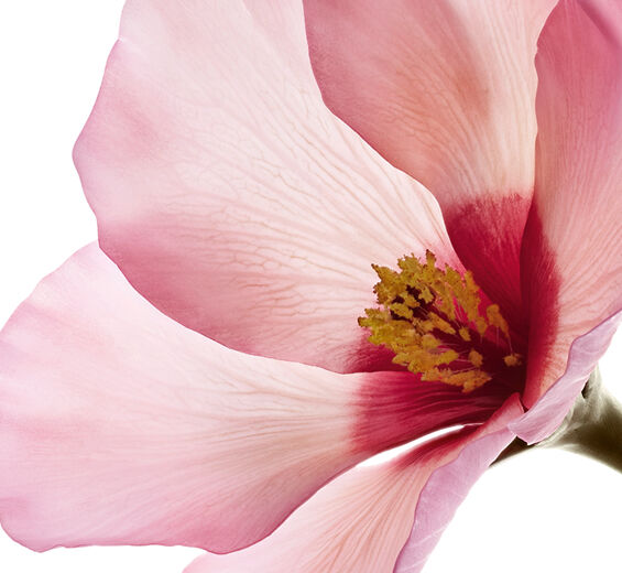 Hibiscus sabdariffa-Blütensäuren des Hibiscus-sabdariffa-Hibiscus sabdariffa flower extract