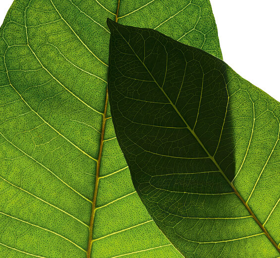 Haronga-Biologischer Haronga-Extrakt-Harungana madagascariensis extract