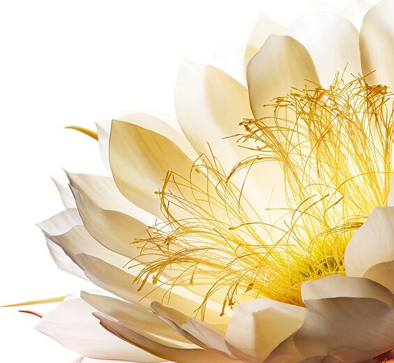 Königin der Nacht-Kryoextrakt der Königin der Nacht-Cereus grandiflorus (cactus) flower extract Königin der Nacht-Kryoextrakt der Königin der Nacht-Cereus grandiflorus (cactus) flower extract
