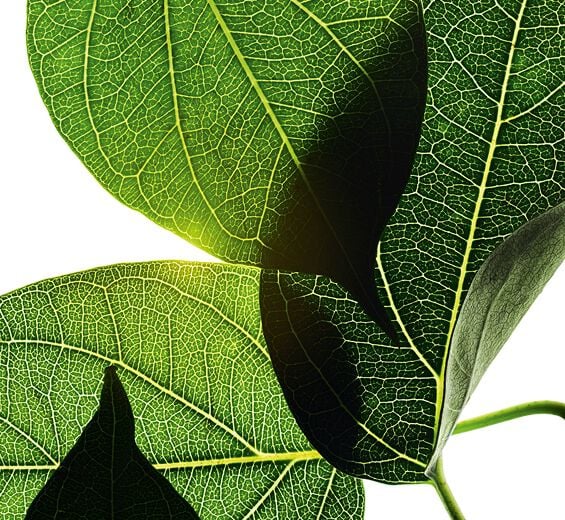 Gymnema-Gymnema-Extrakt-Gymnema sylvestre leaf extract