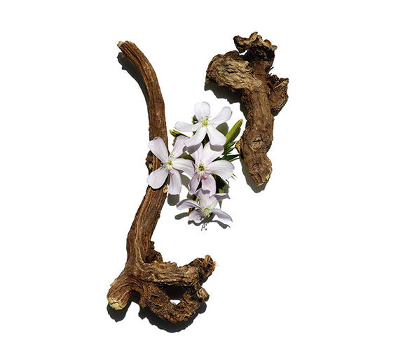 Seifenkraut-Seifenkraut-Extrakt-Saponaria officinalis root extract