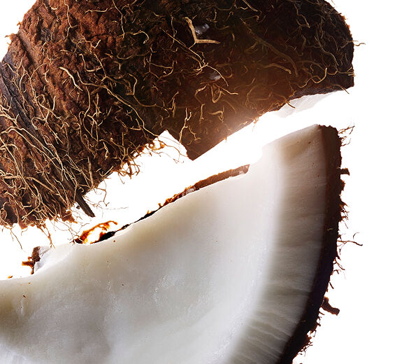 Kokospalme-Kokosnussöl-Cocos nucifera (Coconut) oil
