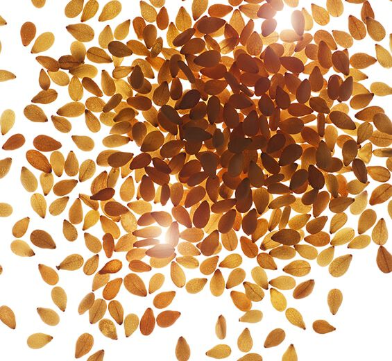 Sesamstrauch-Biologisches Sesamöl-Sesamum indicum (sesame) seed oil