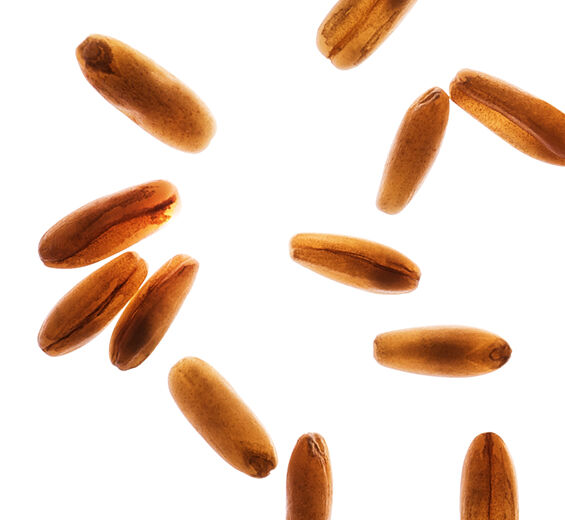 Hafer-Biologische Haferzucker-Avena sativa (oat) kernel extract