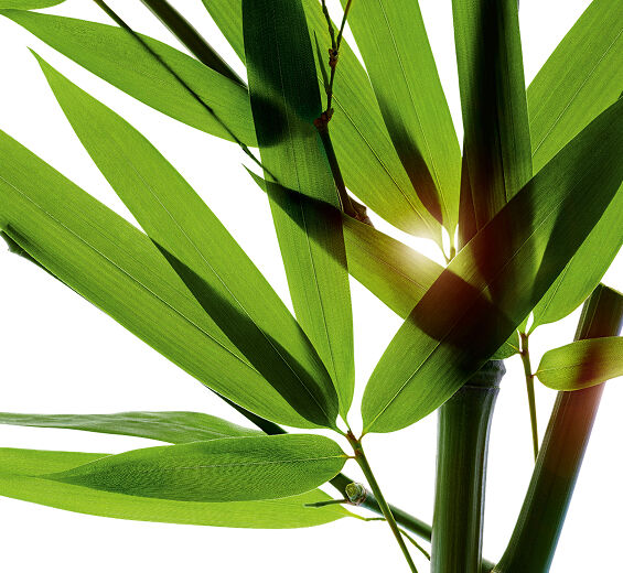 Bambus-Bambus-Bambusa arundinacea stem extract