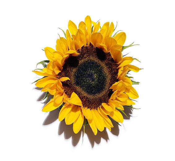 Sonnenblume-Sonnenblumenöl-Helianthus annuus (sunflower) seed oil