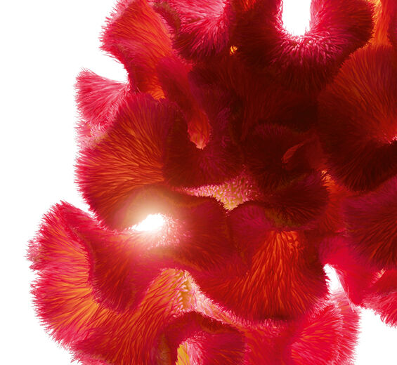 Celosia-Celosia-Extrakt-Celosia cristata flower extract