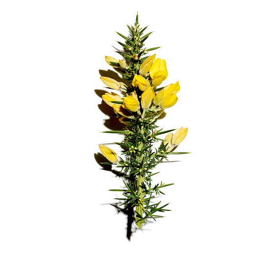 Stechginster-Biologischer Stechginster-Extrakt-Ulex europaeus leaf/root/stem extract