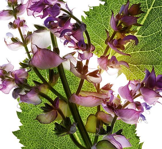 Muskatellersalbei-Ätherisches Muskatellersalbeiöl-Salvia sclarea (clary) oil