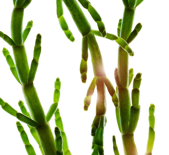 Queller-Biologischer Queller-Extrakt-Salicornia herbacea extract