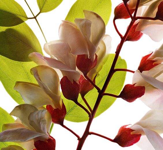 Robinie-Blütenwasser der Robinie-Robinia pseudoacacia flower extract