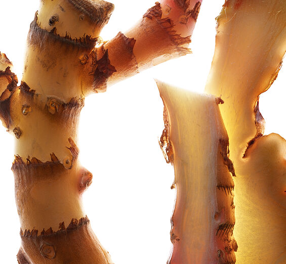 Schmetterlingslilie-Extrakt der Schmetterlingslilie (Pflanze aus biologischem Anbau)-Hedychium coronarium root extract