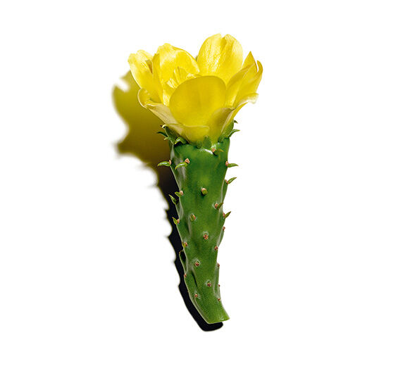 Feigenkaktus-Feigenkaktus-Extrakt-Hydrolyzed opuntia ficus-indica flower extract