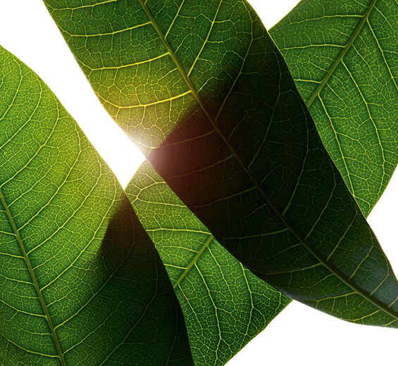 Mangobaum-biologisicher Mangoblatt-Extrakt-Mangifera indica (mango) leaf extract