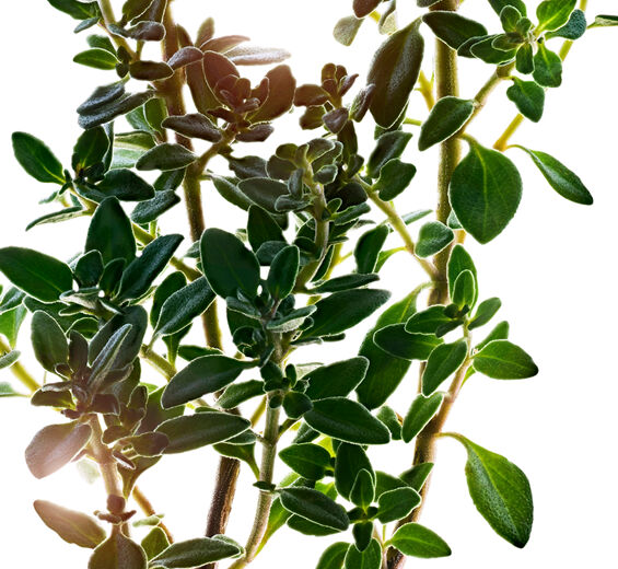 Zitronen-Thymian-Zitronen-Thymian-Extrakt (Pflanze aus biologischem Anbau)-Thymus citriodorus flower/leaf extract