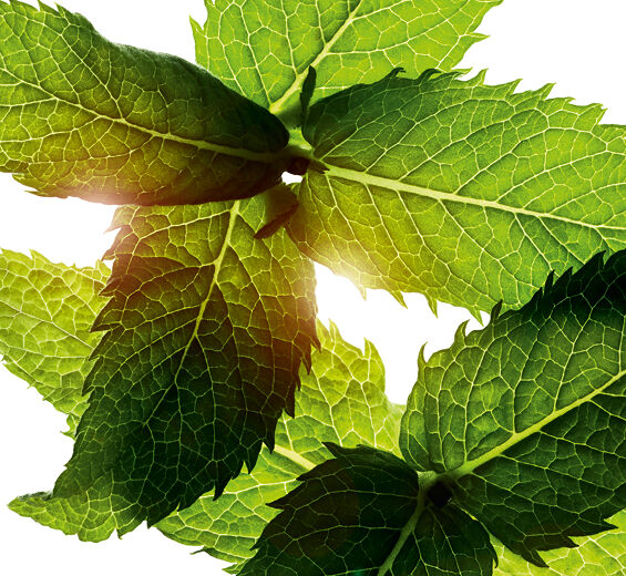 Ackerminze-Ätherisches Öl der Ackerminze-Mentha arvensis leaf oil