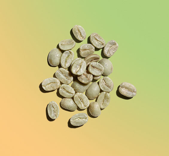 Arabica-Kaffeestrauch-Pflanzliches Koffein-Caffeine