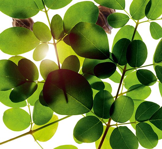 Moringa-Moringa-Extrakt-Moringa oleifera seed extract Moringa-Moringa-Extrakt-Moringa oleifera seed extract