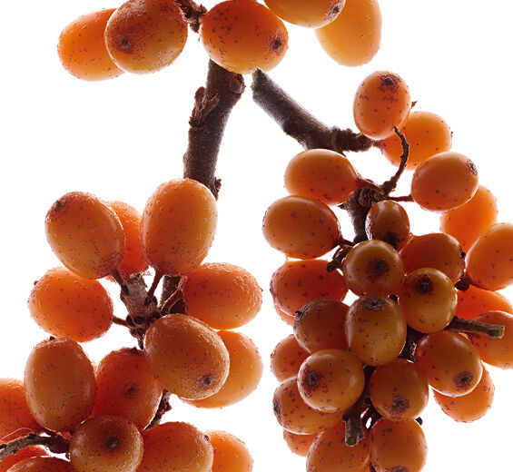 Sanddorn-Sanddorn-Extrakt (Pflanze aus biologischem Anbau)-Hippophae Rhamnoides Kernel Extract