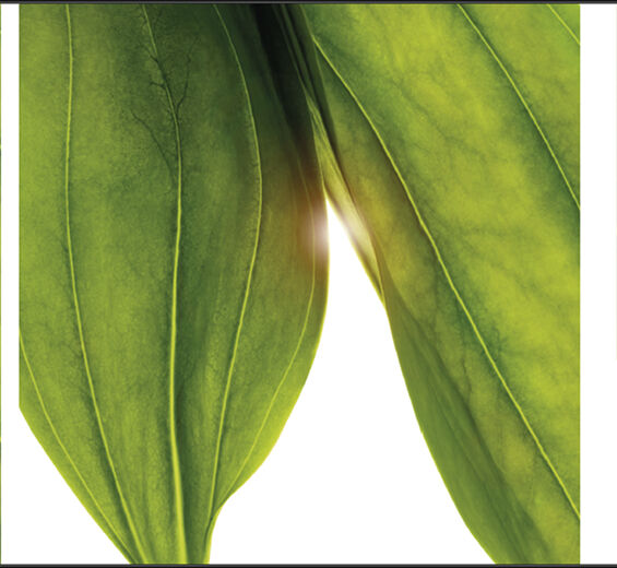 Gelber Enzian-Biologischer Extrakt des Gelben Enzians-Gentiana lutea extract