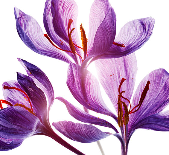 Crocus-Polyphenole der Safranblüte (Pflanze aus biologischem Anbau)-Crocus sativus flower extract