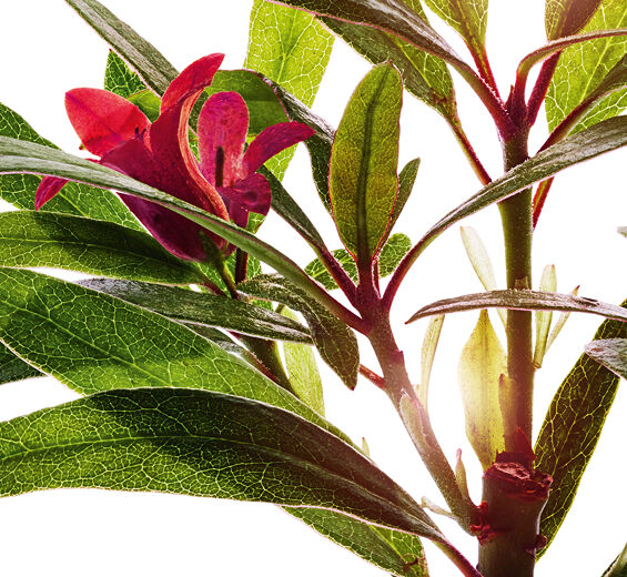 Alpenrose-Alpenrose-Extrakt-Rhododendron ferrugineum extract