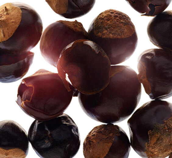 Guarana-Biologischer Guarana-Extrakt-Paullinia cupana seed extract