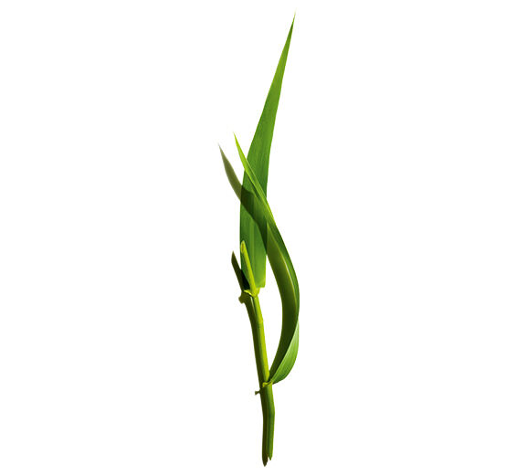 Pfahlrohr-Biologischer Pfahlrohr-Extrakt-Arundo Donax Stem Extract