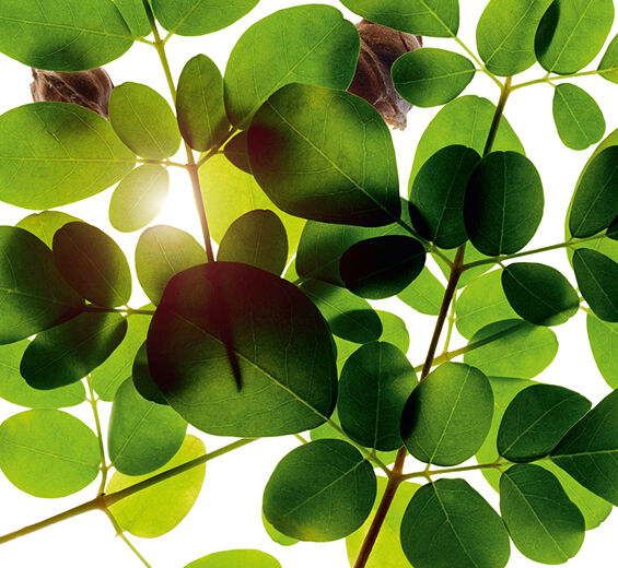 Moringa-Moringa-Extrakt-Moringa oleifera seed extract