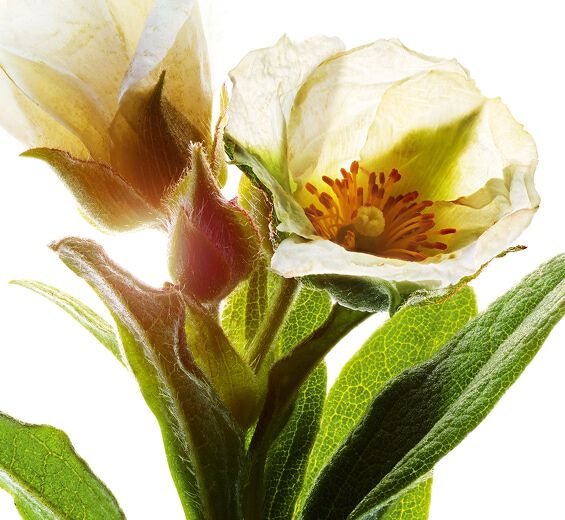 Montpellier-Zistrose-Biologischer Extrakt der Montpellier-Zistrose-Cistus monspeliensis extract