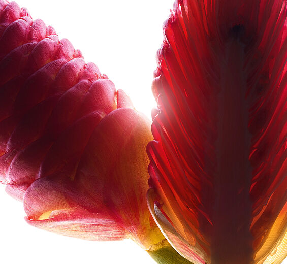 Awapuhi-Ingwer-Extrakt aus Awapuhi-Ingwer-Zingiber zerumbet extract