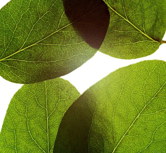 Quittenbaum-Quittenblatt-Extrakt-Cydonia oblonga leaf extract