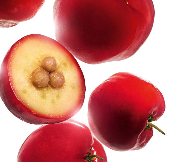 Acerola-Acerola-Extrakt-Malpighia emarginata (acerola) fruit extract