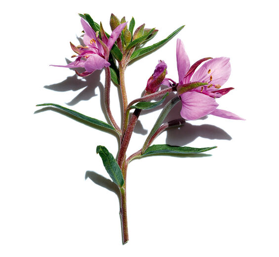 Bergbach-Weidenröschen-biologischer Bergbach-Weidenröschen-Extrakt-Epilobium fleischeri extract