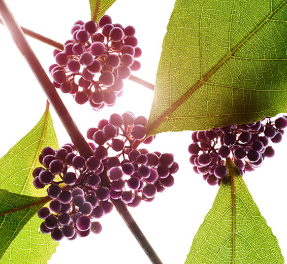 Callicarpa-Callicarpa-Extrakt-Callicarpa japonica fruit extract