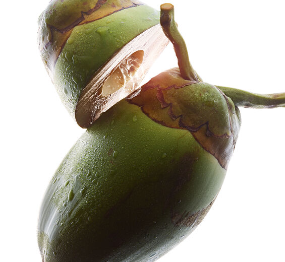 Kokospalme-Biologisches Kokoswasser-Cocos nucifera (coconut) fruit juice