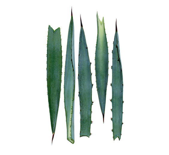 Blaue Agave-Extrakt der Blauer Agave-Agave tequilana leaf extract