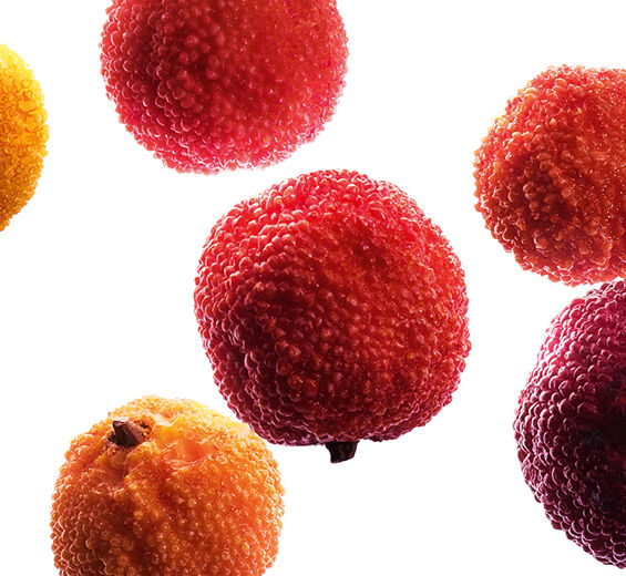Erdbeerbaum-Biologischer Extrakt aus der Frucht des Erdbeerbaums-Arbutus unedo fruit extract