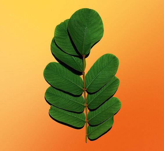 Sennespflanze-Sennespflanzen-Extrakt-Cassia alata leaf extract