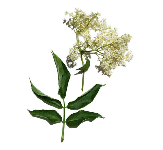 Holunder-Biologischer Holunder-Extrakt-Sambucus nigra flower extract