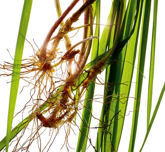 Agropyron-Biologischer Agropyron-Extrakt-Agropyron repens root extract