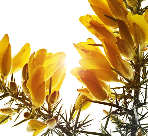 Stechginster-Biologischer Stechginster-Extrakt-Ulex europaeus leaf/root/stem extract