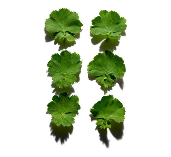 Frauenmantel-Frauenmantel-Extrakt-Alchemilla vulgaris extract