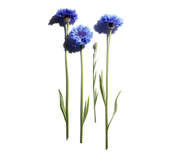 Kornblume-Biologischer Kornblumen-Extrakt-Centaurea cyanus flower extract