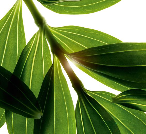 Seifenkraut-Biologischer Seifenkraut-Extrakt-Saponaria officinalis leaf extract Seifenkraut-Biologischer Seifenkraut-Extrakt-Saponaria officinalis leaf extract