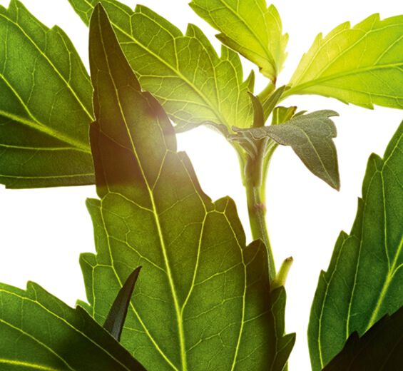 Java Tee-Extrakt-Java Tee-Extrakt-Orthosiphon stamineus extract Java Tee-Extrakt-Java Tee-Extrakt-Orthosiphon stamineus extract