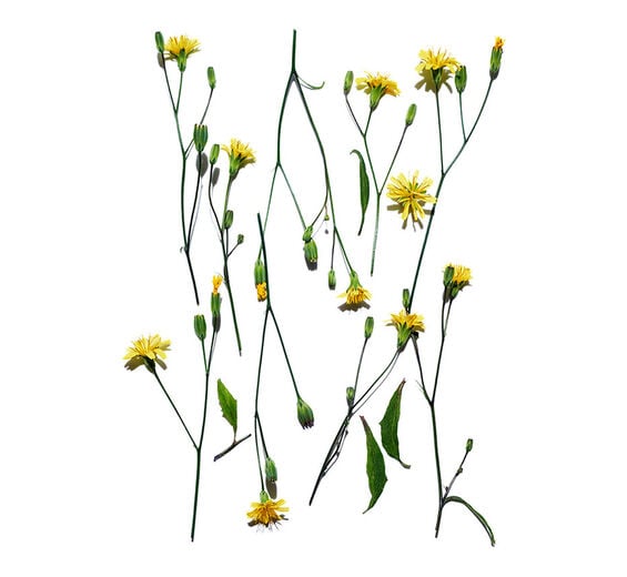 Rainkohl-Rainkohl-Extrakt-Lapsana communis flower/leaf/stem extract