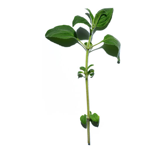 Majoran-Ätherisches Majoranöl-Origanum majorana leaf oil