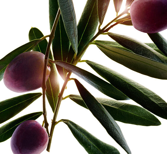 Olivenbaum-Olivenbaum-Extrakt-Olea europaea (olive) fruit oil