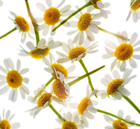 Römische Kamille-Ätherisches Öl der Römischen Kamille-Anthemis nobilis flower oil